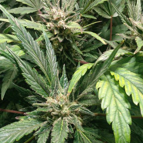 Vikinga silver auto growlog timeline photo