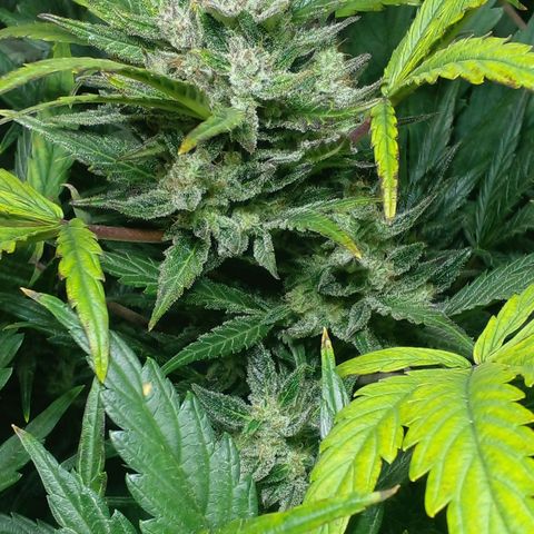 Vikinga silver auto growlog timeline photo