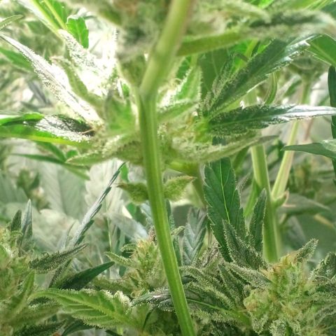 Vikinga silver auto growlog timeline photo