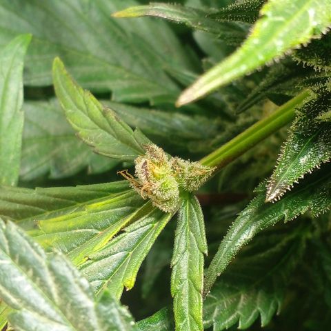 Vikinga silver auto growlog timeline photo