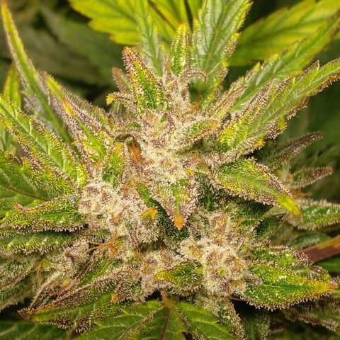 Vikinga silver auto growlog timeline photo