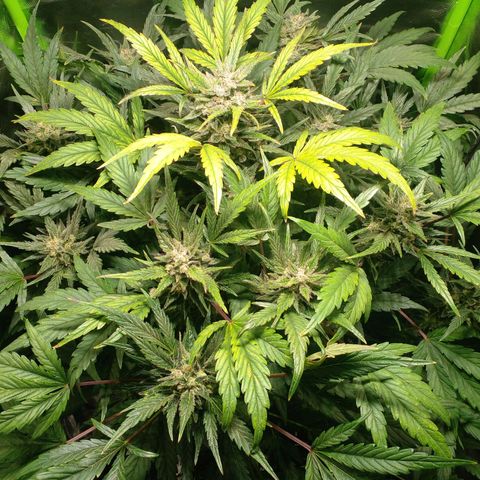 Vikinga silver auto growlog timeline photo