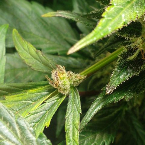 Vikinga silver auto growlog timeline photo
