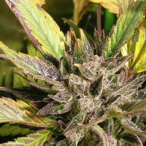 Vikinga silver auto growlog timeline photo