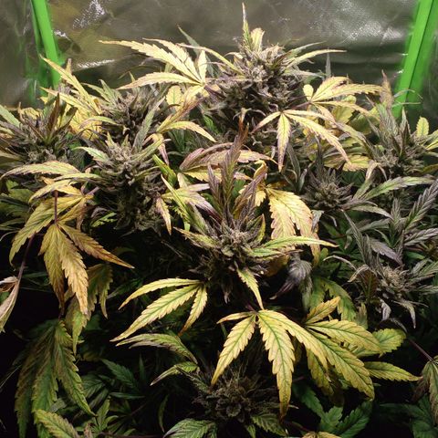 Vikinga silver auto growlog timeline photo