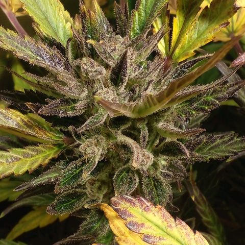 Vikinga silver auto growlog timeline photo