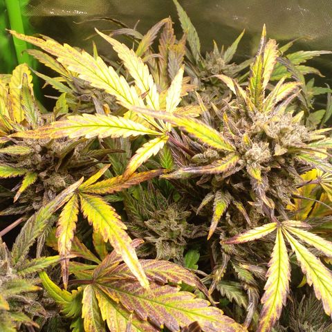 Vikinga silver auto growlog timeline photo
