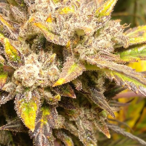 Vikinga silver auto growlog timeline photo