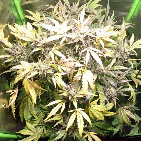 Vikinga silver auto growlog timeline photo