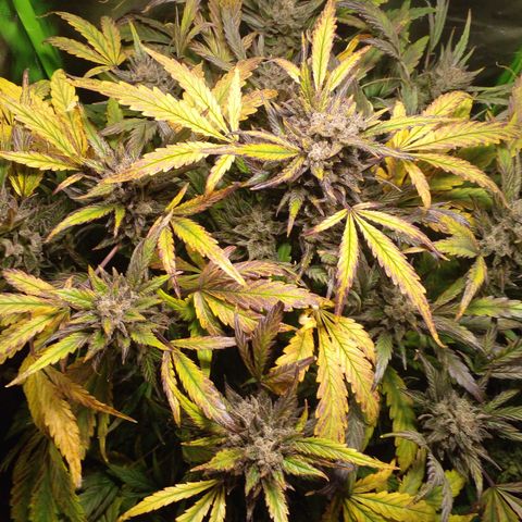Vikinga silver auto growlog timeline photo