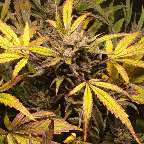 Vikinga silver auto growlog timeline photo
