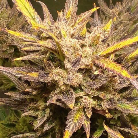 Vikinga silver auto growlog timeline photo