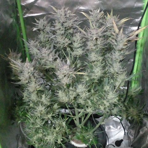 Vikinga silver auto growlog timeline photo