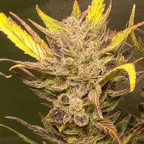 Vikinga silver auto growlog timeline photo