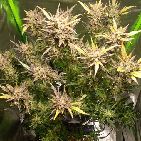 Vikinga silver auto growlog timeline photo