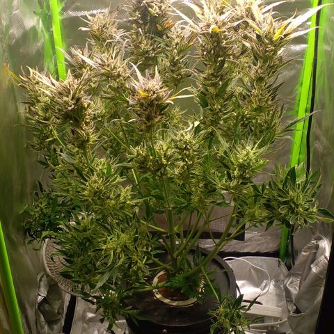 Vikinga silver auto growlog timeline photo