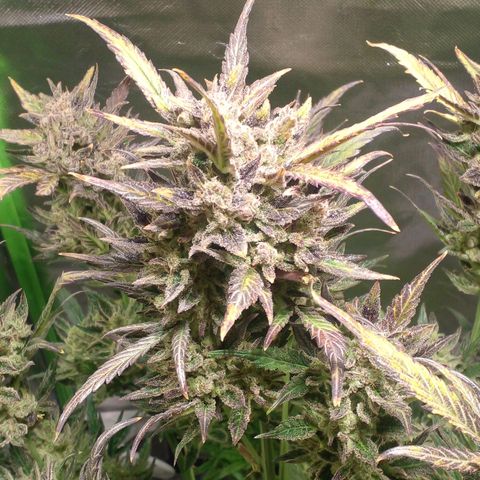 Vikinga silver auto growlog timeline photo