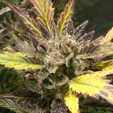 Vikinga silver auto growlog timeline photo
