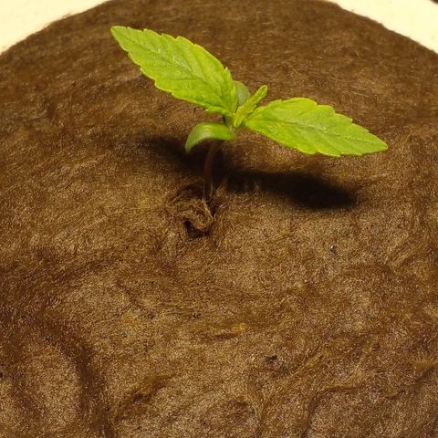 Watermelon Zkittlez growlog timeline photo
