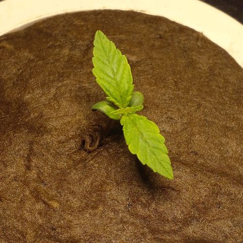 Watermelon Zkittlez growlog timeline photo