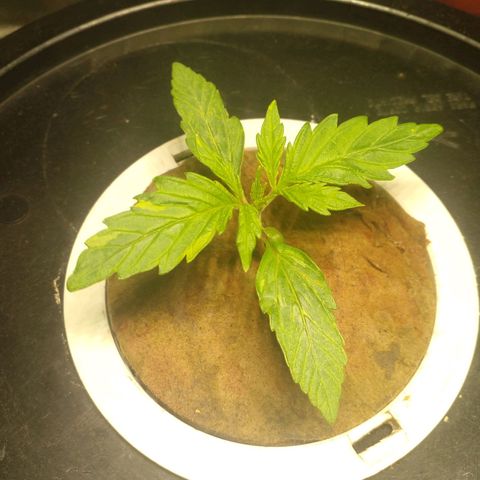 Watermelon Zkittlez growlog timeline photo