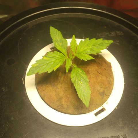 Watermelon Zkittlez growlog timeline photo