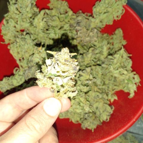 Vikinga silver auto growlog timeline photo