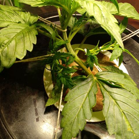 Watermelon Zkittlez growlog timeline photo