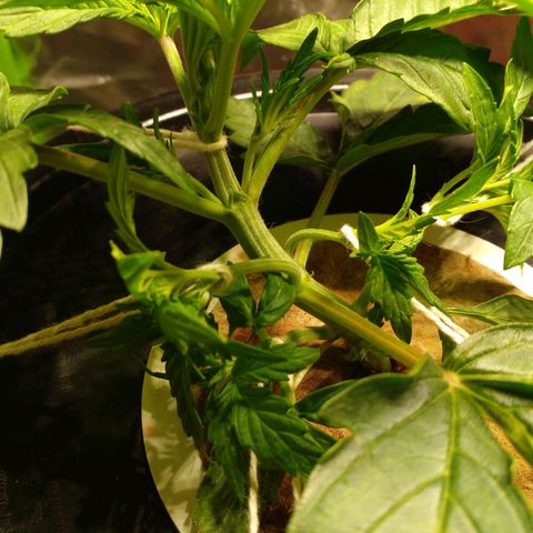 Watermelon Zkittlez growlog timeline photo