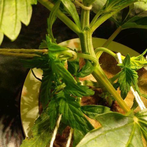 Watermelon Zkittlez growlog timeline photo
