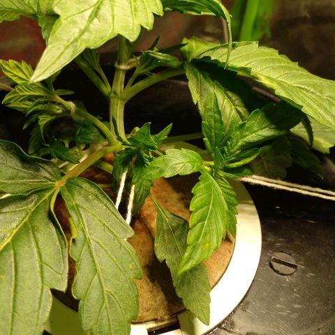 Watermelon Zkittlez growlog timeline photo