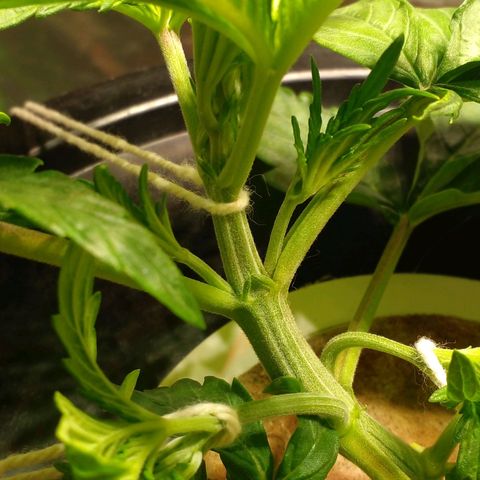 Watermelon Zkittlez growlog timeline photo