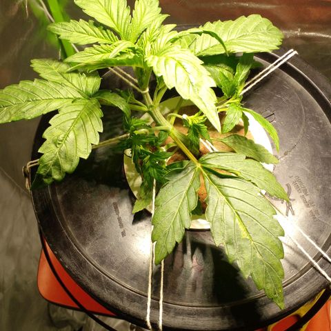 Watermelon Zkittlez growlog timeline photo