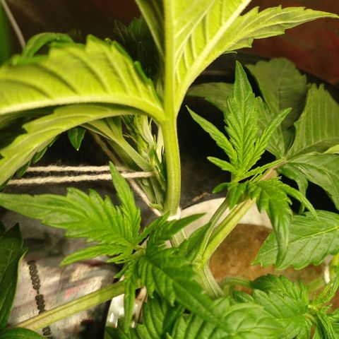 Watermelon Zkittlez growlog timeline photo