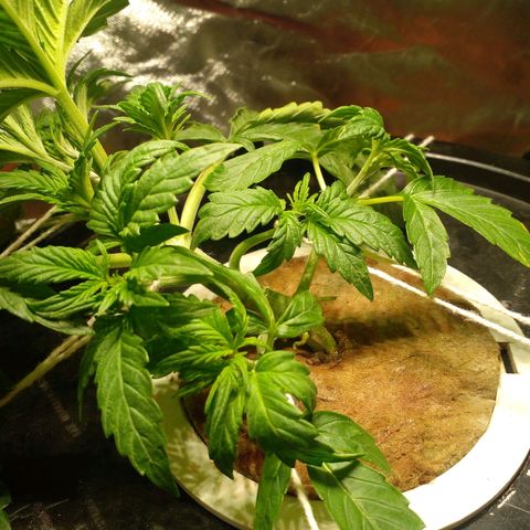 Watermelon Zkittlez growlog timeline photo