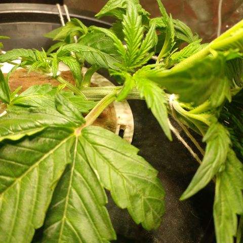 Watermelon Zkittlez growlog timeline photo