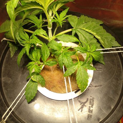 Watermelon Zkittlez growlog timeline photo
