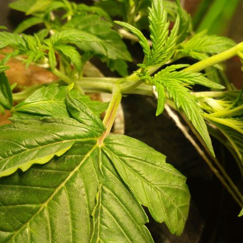 Watermelon Zkittlez growlog timeline photo
