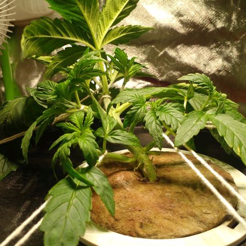 Watermelon Zkittlez growlog timeline photo