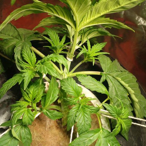 Watermelon Zkittlez growlog timeline photo