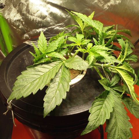 Watermelon Zkittlez growlog photo: 5.55 PH
760 PPM