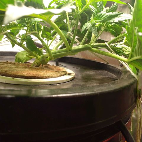 Watermelon Zkittlez growlog photo: 5.55 PH
760 PPM