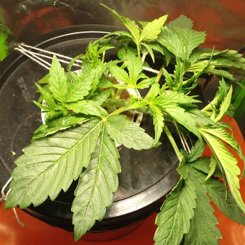 Watermelon Zkittlez growlog photo: 5.55 PH
760 PPM