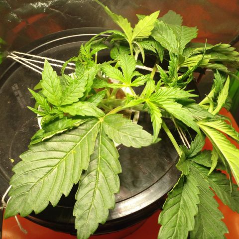 Watermelon Zkittlez growlog photo: 5.55 PH
760 PPM