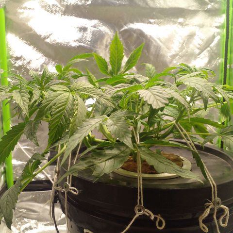 Watermelon Zkittlez growlog timeline photo