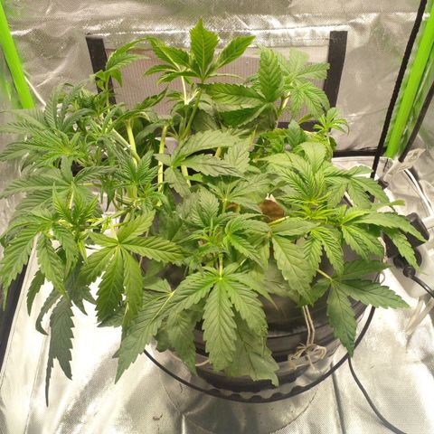 Watermelon Zkittlez growlog timeline photo