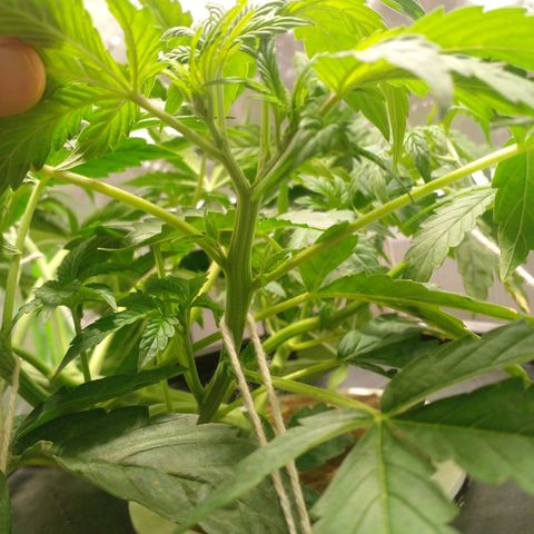 Watermelon Zkittlez growlog timeline photo