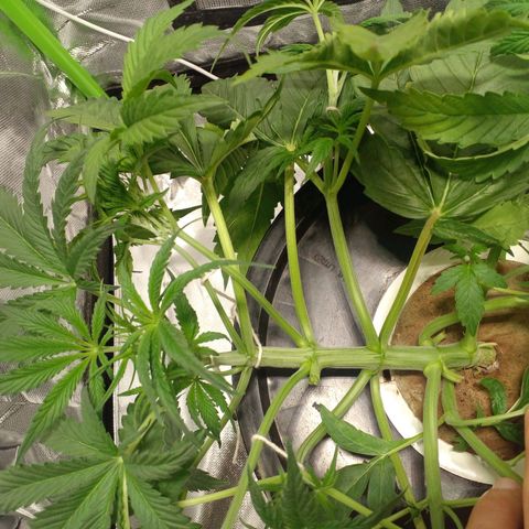 Watermelon Zkittlez growlog timeline photo