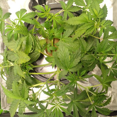 Watermelon Zkittlez growlog timeline photo