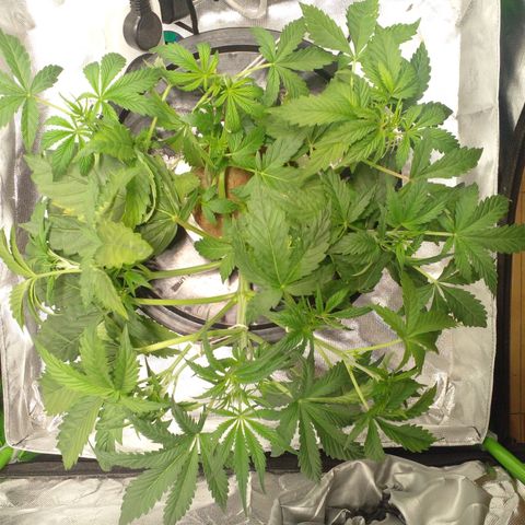 Watermelon Zkittlez growlog timeline photo